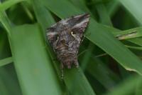 Autographa gamma