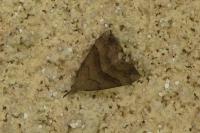 Hypena proboscidalis