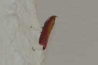 Oncocera semirubella