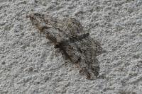 Peribatodes rhomboidaria rhomboidaria