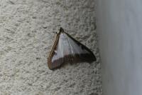 Cydalima perspectalis