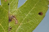 Bucculatrix bechsteinella