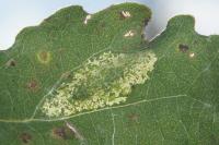 Phyllonorycter sagitella