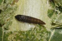 Phyllonorycter sagitella