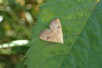 Rivula sericealis