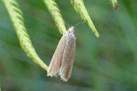 Bactra lancealana