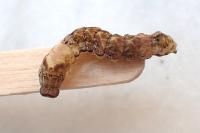 Thyatira batis