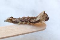 Thyatira batis