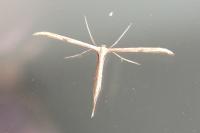 Emmelina monodactyla