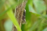 Elachista canapennella