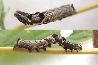 Abrostola triplasia