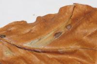 Phyllonorycter maestingella