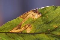 Stigmella hemargyrella