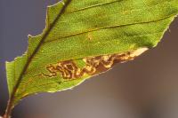 Stigmella tityrella