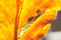 Phyllonorycter maestingella