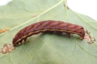 Actinotia polyodon