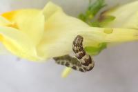 Eupithecia linariata