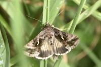 Autographa gamma