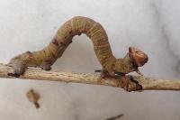 Biston betularia