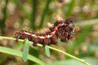 Acronicta rumicis
