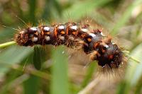 Acronicta rumicis