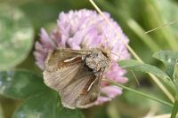 Macdunnoughia confusa