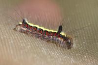 Acronicta psi