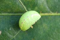 Apoda limacodes