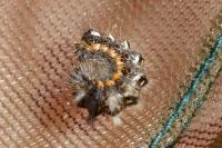 Acronicta rumicis