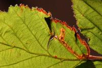 Stigmella aurella