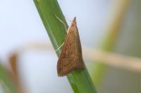 Udea ferrugalis