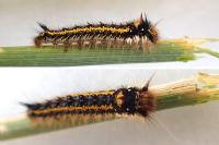 Euthrix potatoria