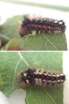 Acronicta rumicis