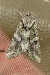 Dryobotodes eremita