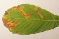 Cameraria ohridella