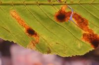 Cameraria ohridella