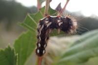 Acronicta rumicis