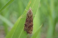 Nomophila noctuella