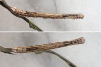 Perconia strigillaria