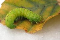 Lacanobia contigua