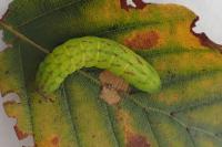 Lacanobia contigua