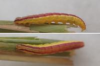 Nascia cilialis