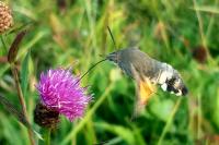 Macroglossum stellatarum