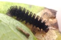 Miltochrista miniata