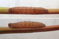 Pechipogo strigilata