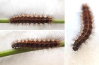 Diacrisia sannio