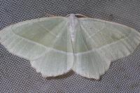 Campaea margaritaria