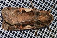 Xestia c-nigrum