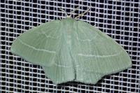 Hemistola chrysoprasaria