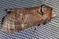 Cossus cossus